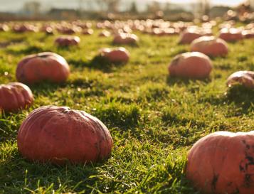 Pumpkin patch wider