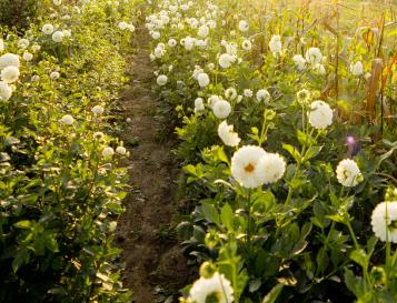 Flower farm wider