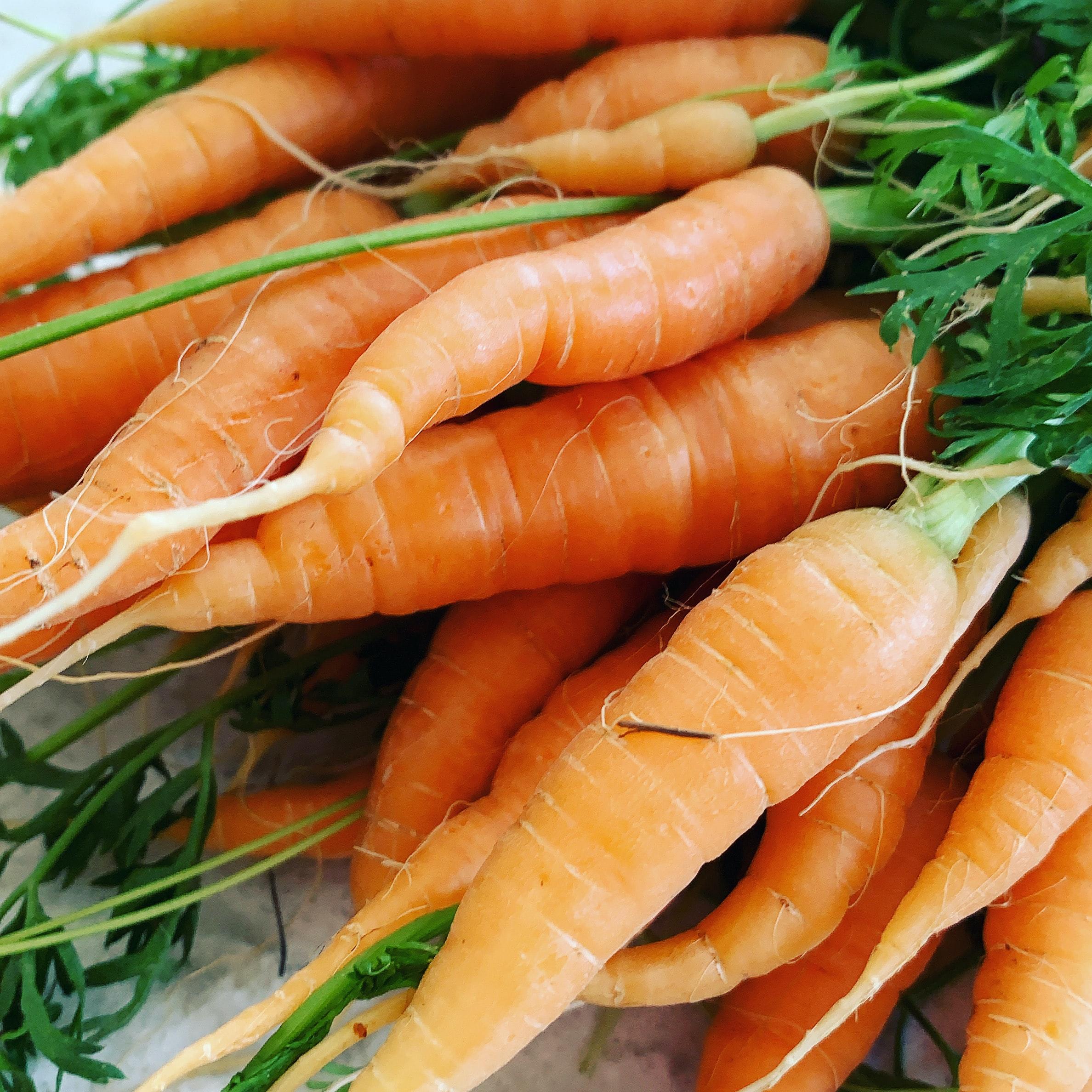 CARROTS