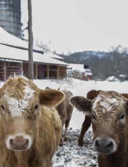 Cows in snow
