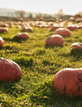 Pumpkin Patch