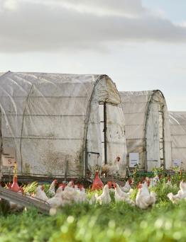 Greenhouses