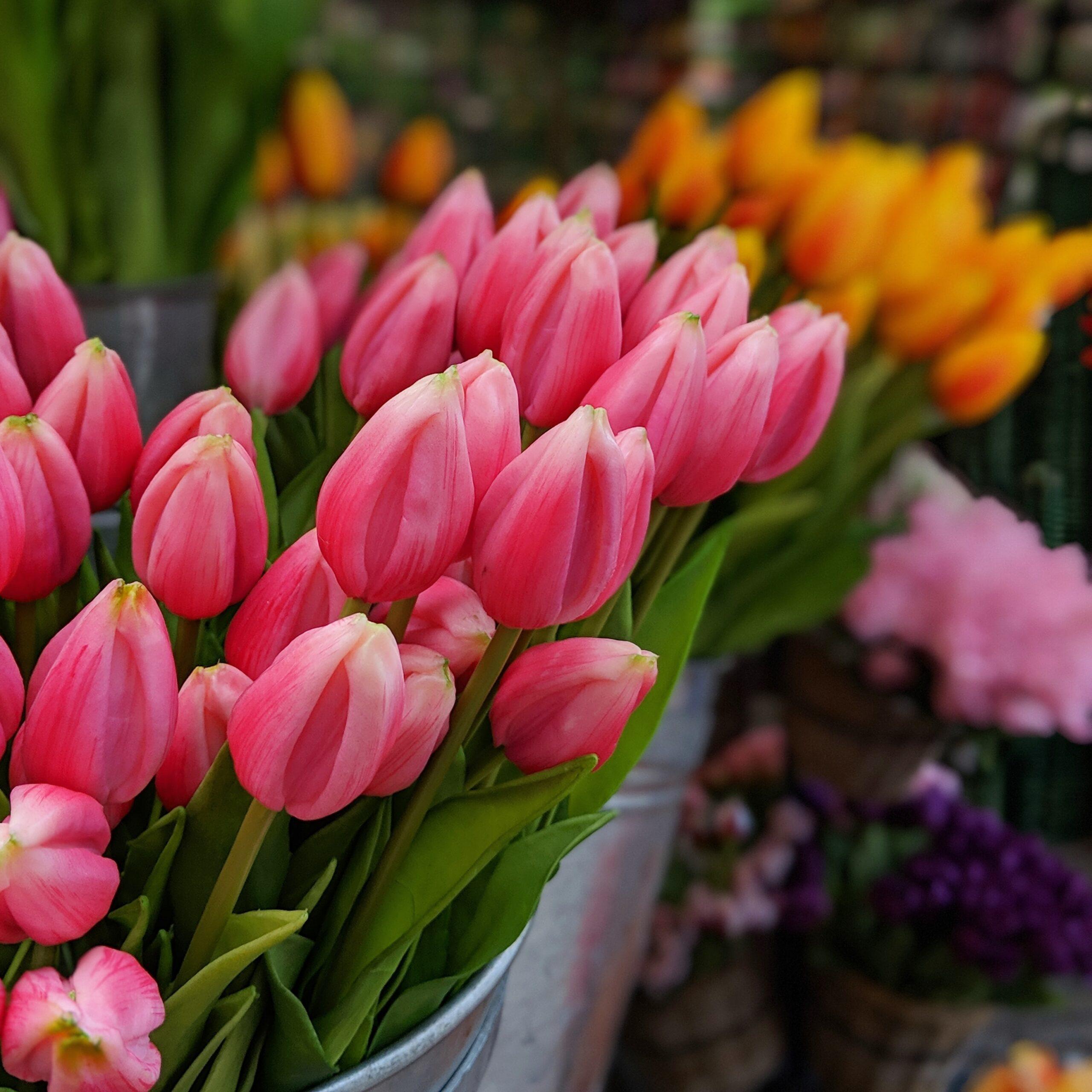 TULIPS