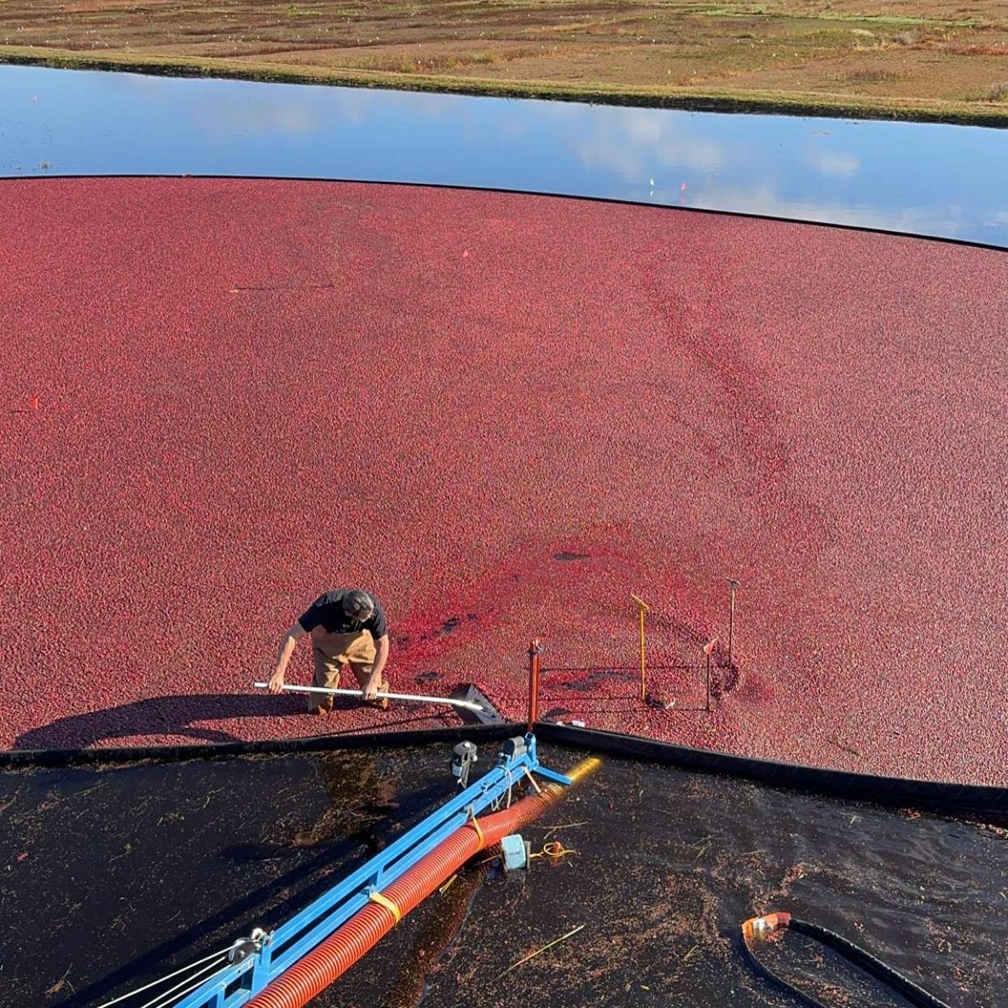 An image of a man standing in a cranberry bog, scooping cranberries into a harvesting chute