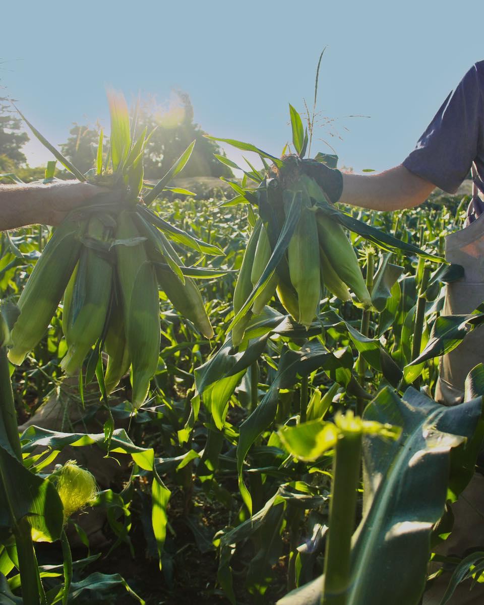 Two people holding bundles of freshly harvested sweet corn