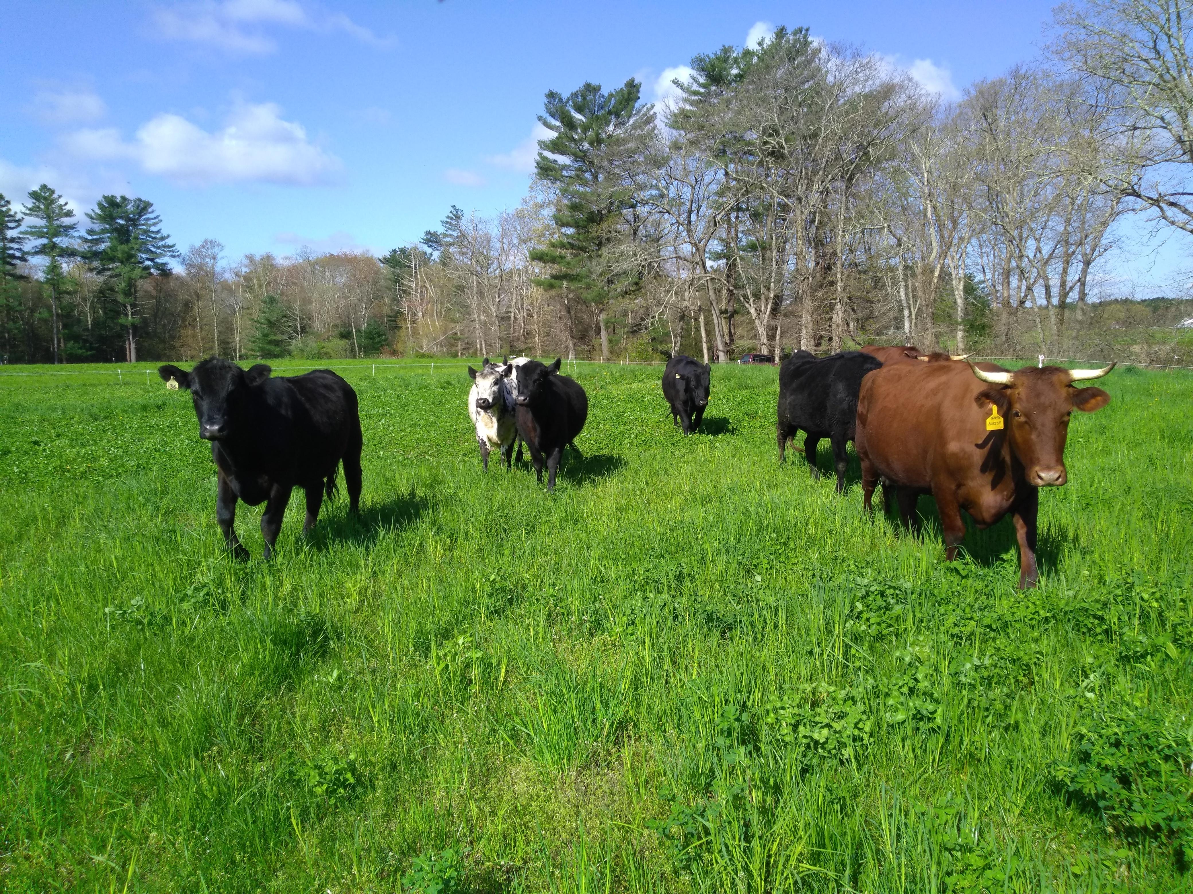 Cows 