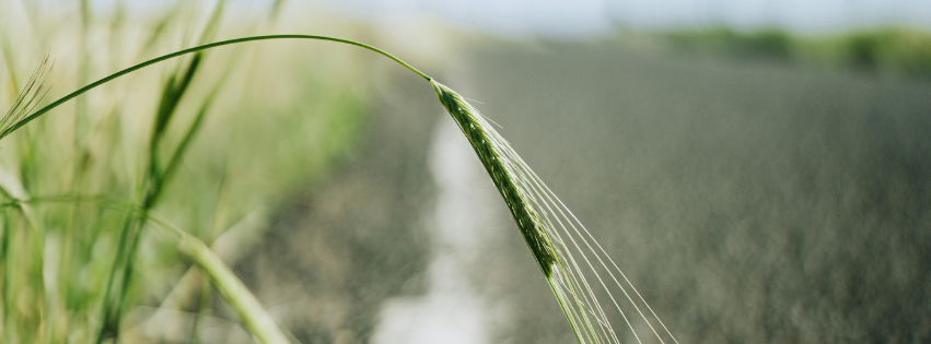 An image of a single head of grain drooping with farm field in the background