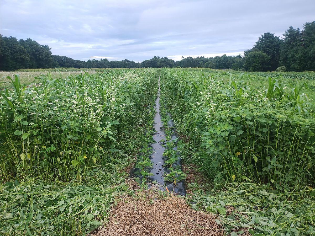 A field with a strip down the center