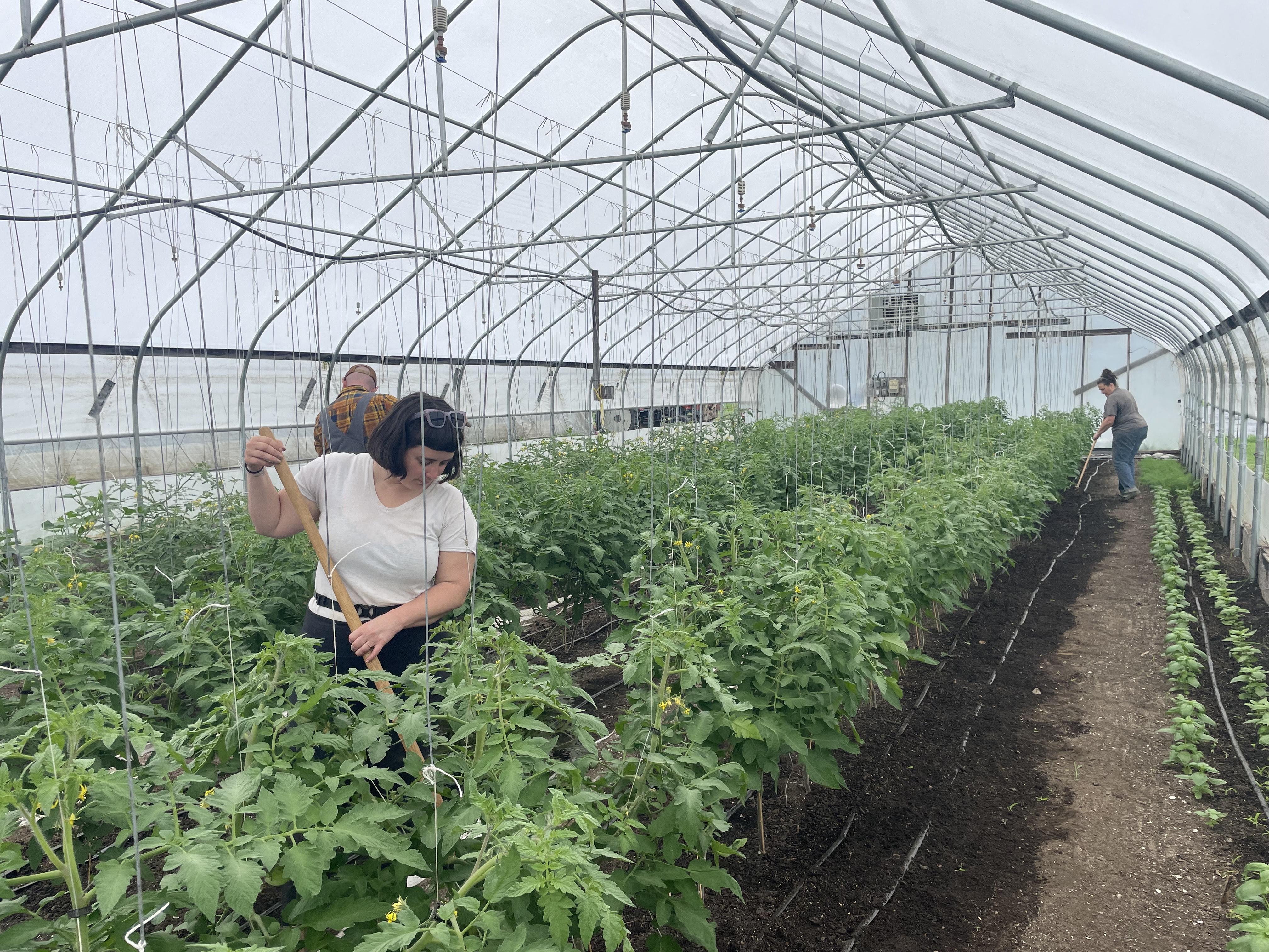 SEMAP Team Volunteering at Freedom Food Farm