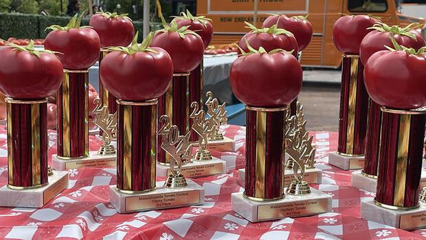 Tomato Trophies