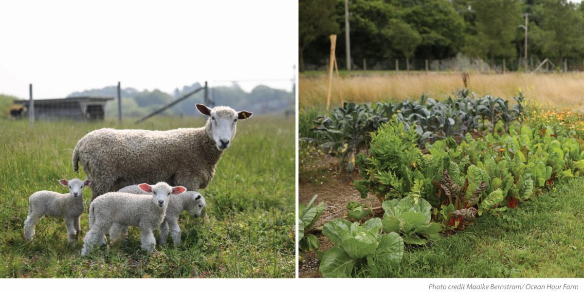 Photo of a sheep with lambs next to a vegetable garden