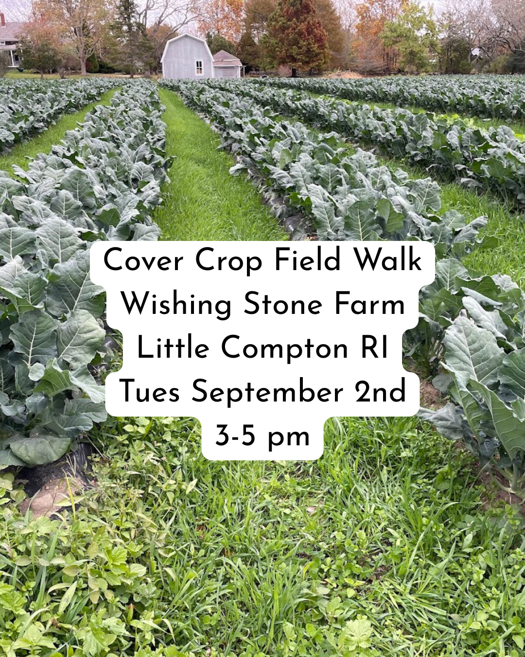 Field of broccoli intercropped with cover crop
