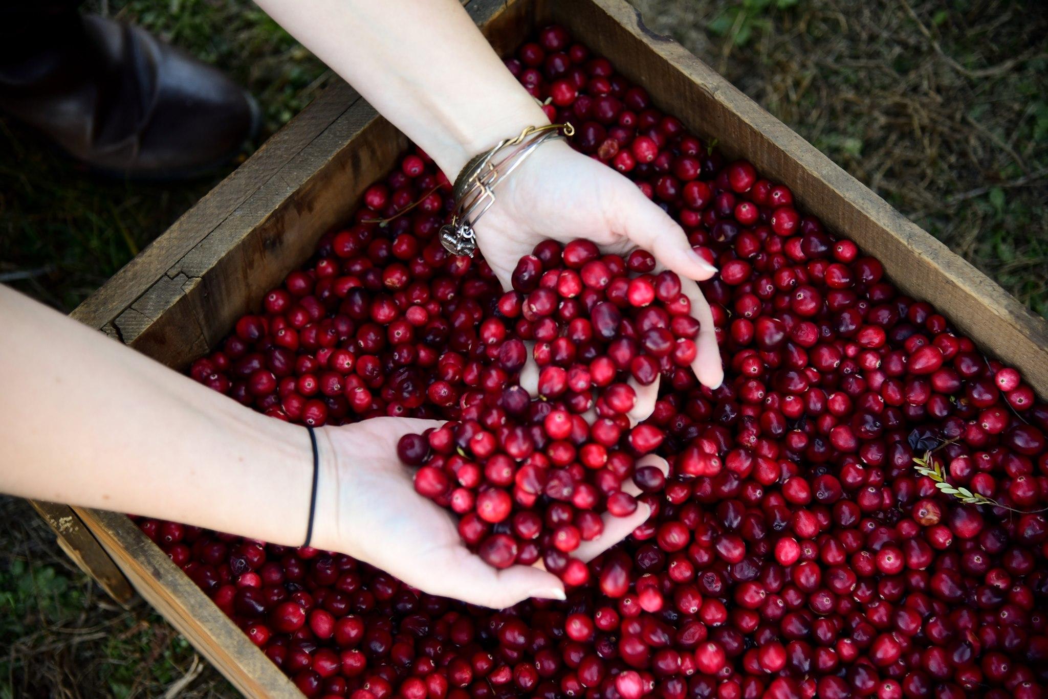 Two hands holding fresh cranberries