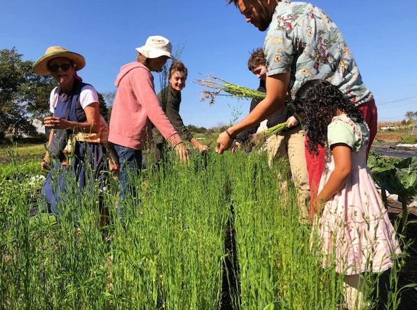 A small group of people standing next to a crop of flax