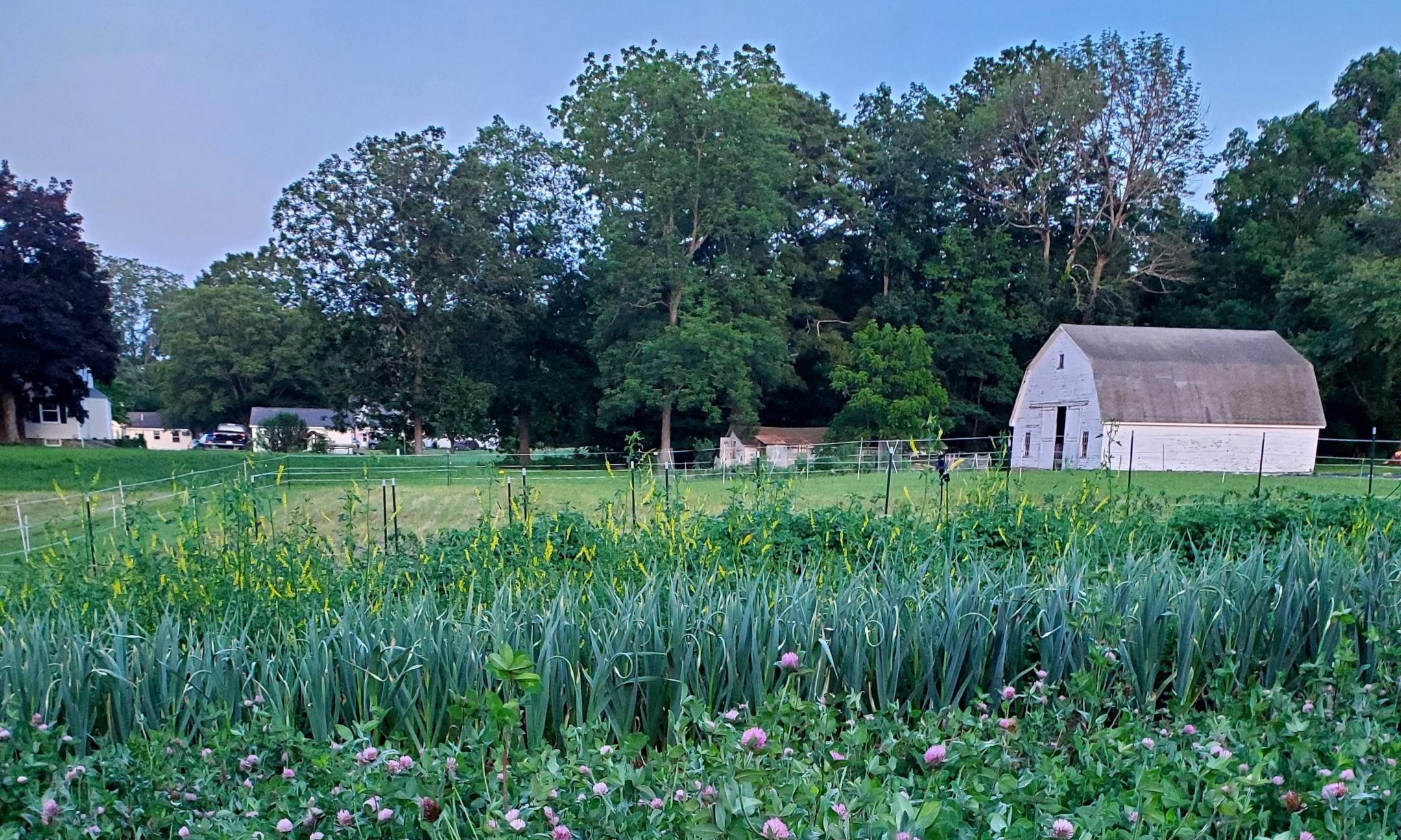 Farm landscape with beds of garlic and flowers and a white barn in the distance