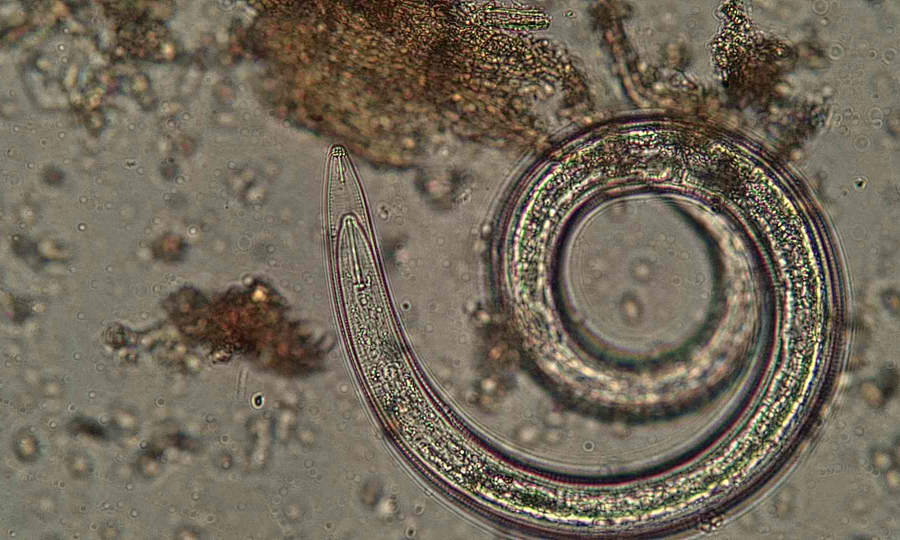 Soil food web