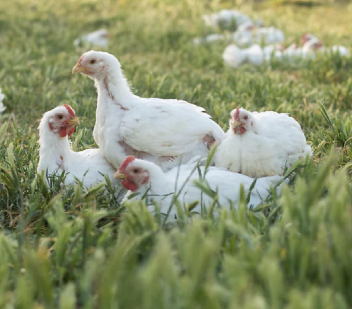 Chickens