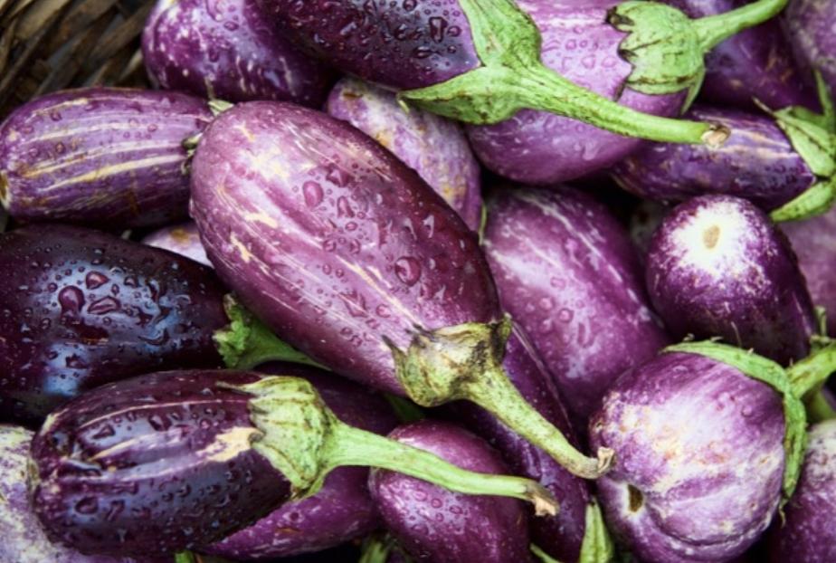 EggplantSummer
