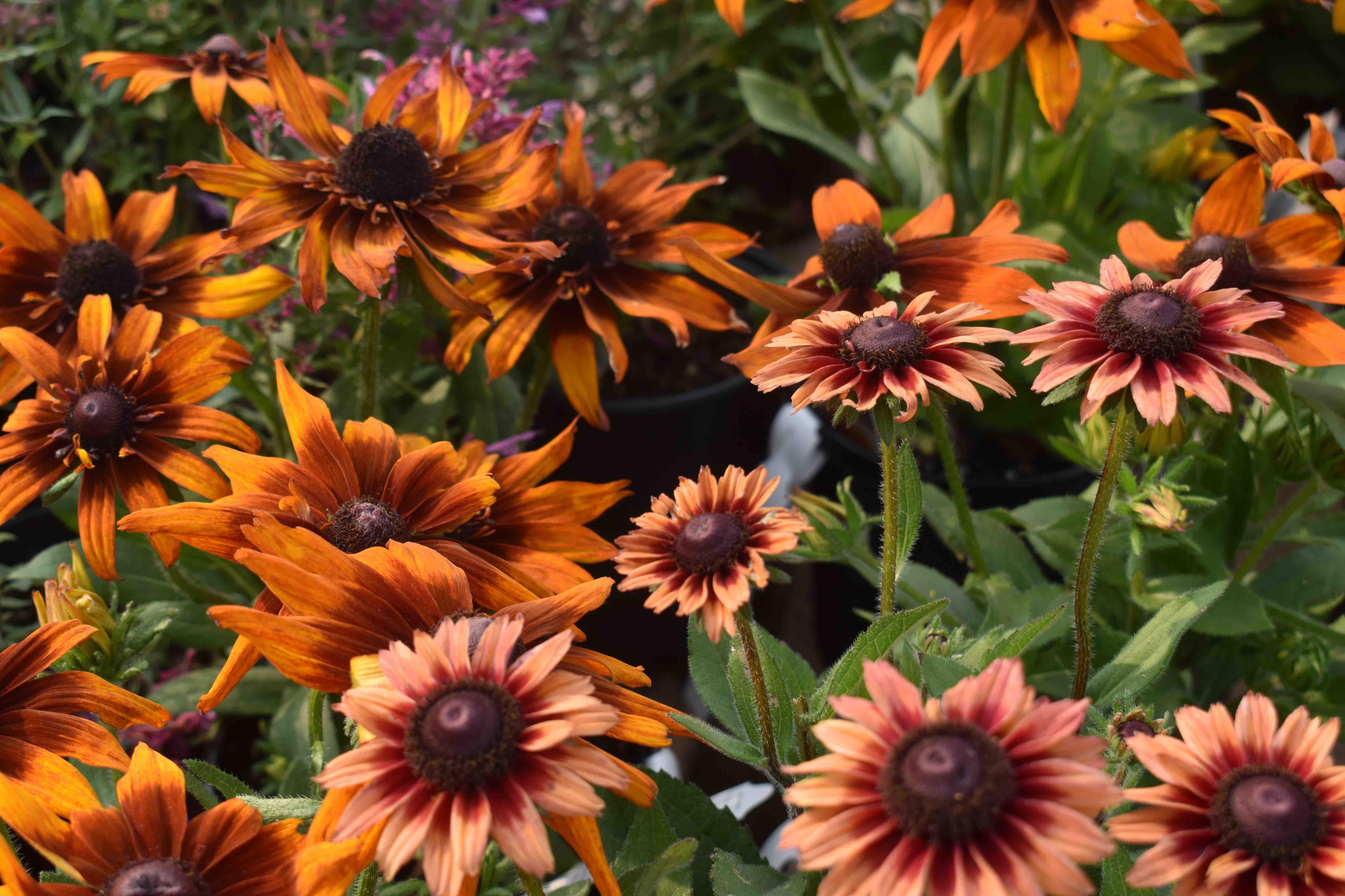 Flowers Summer