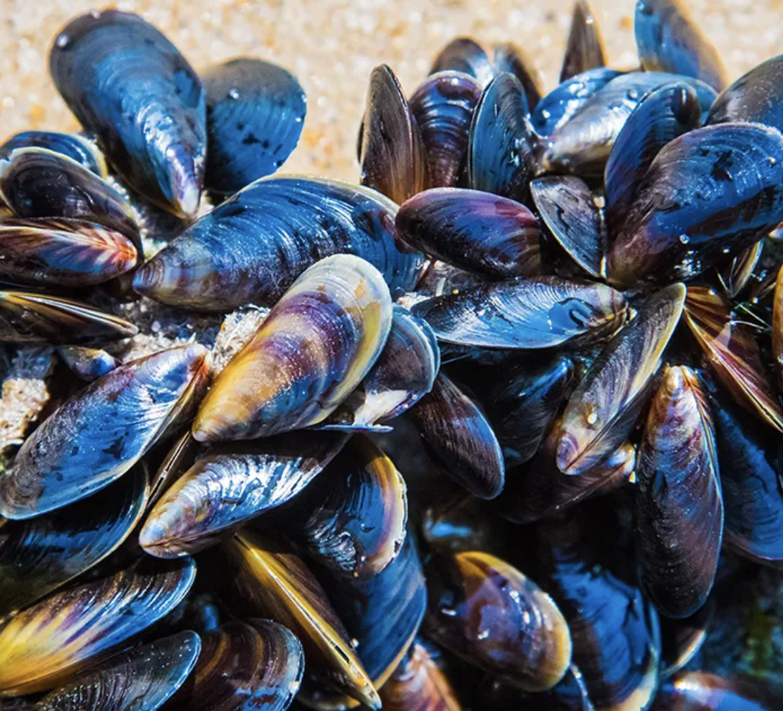 Mussels