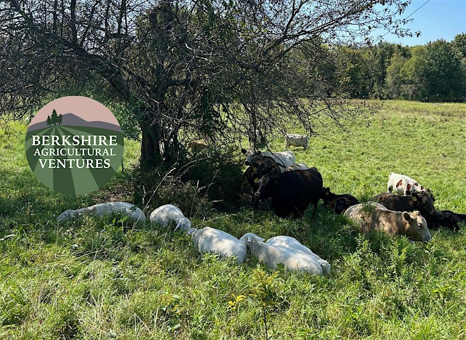 Cattle Lying in the Shade in a field