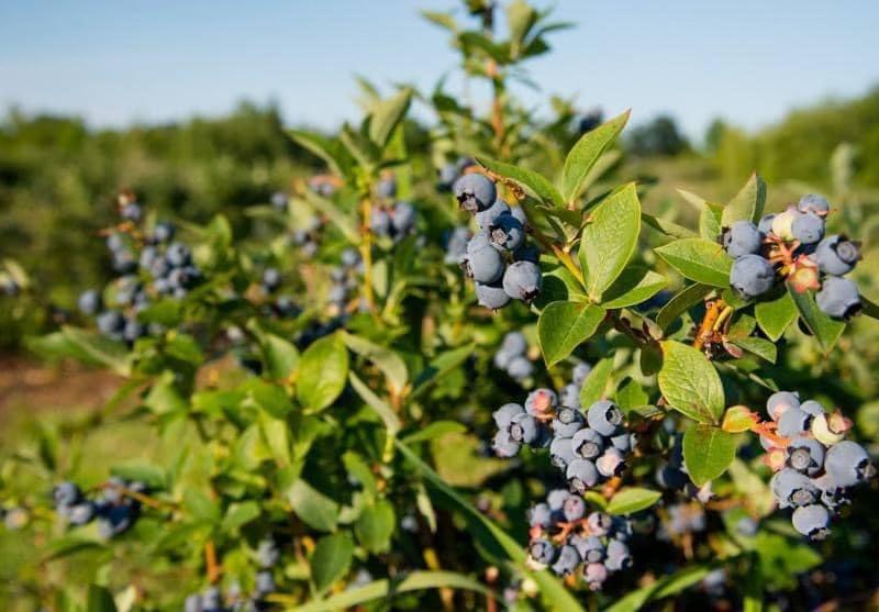 Blueberry bushes