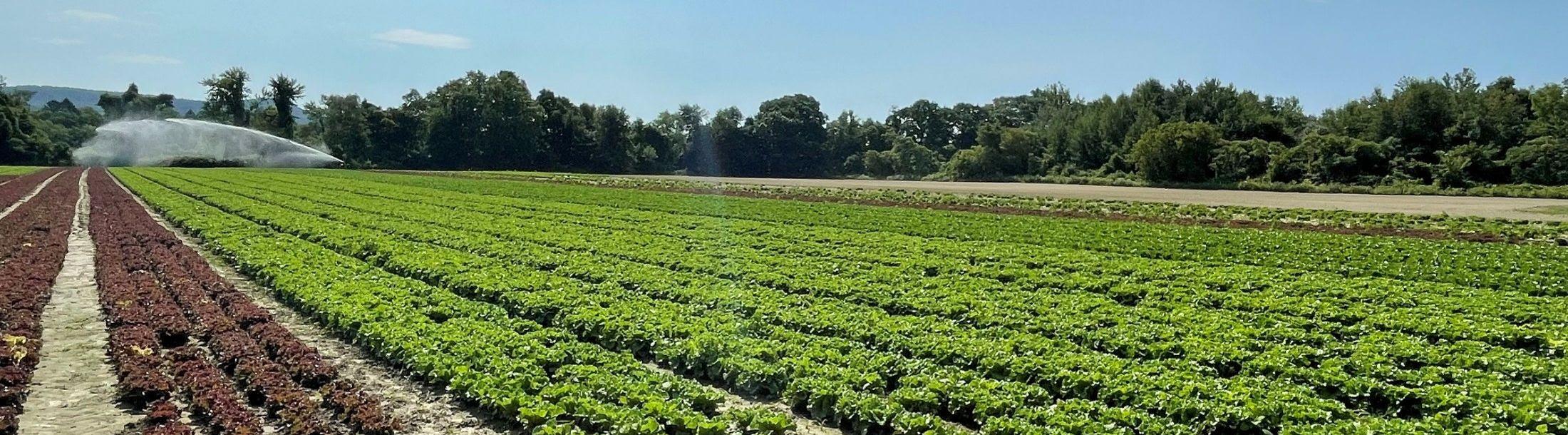 Field of Vegetable crops growing