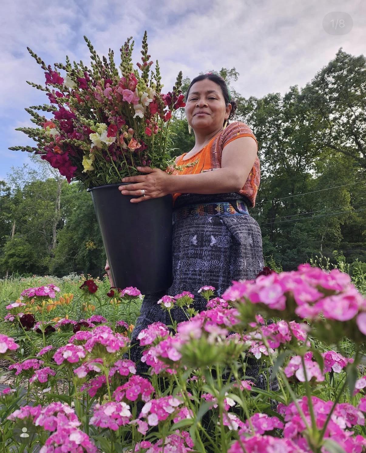 Photo of Catarina Lorenzo holding a bucket of snapdragons in her field