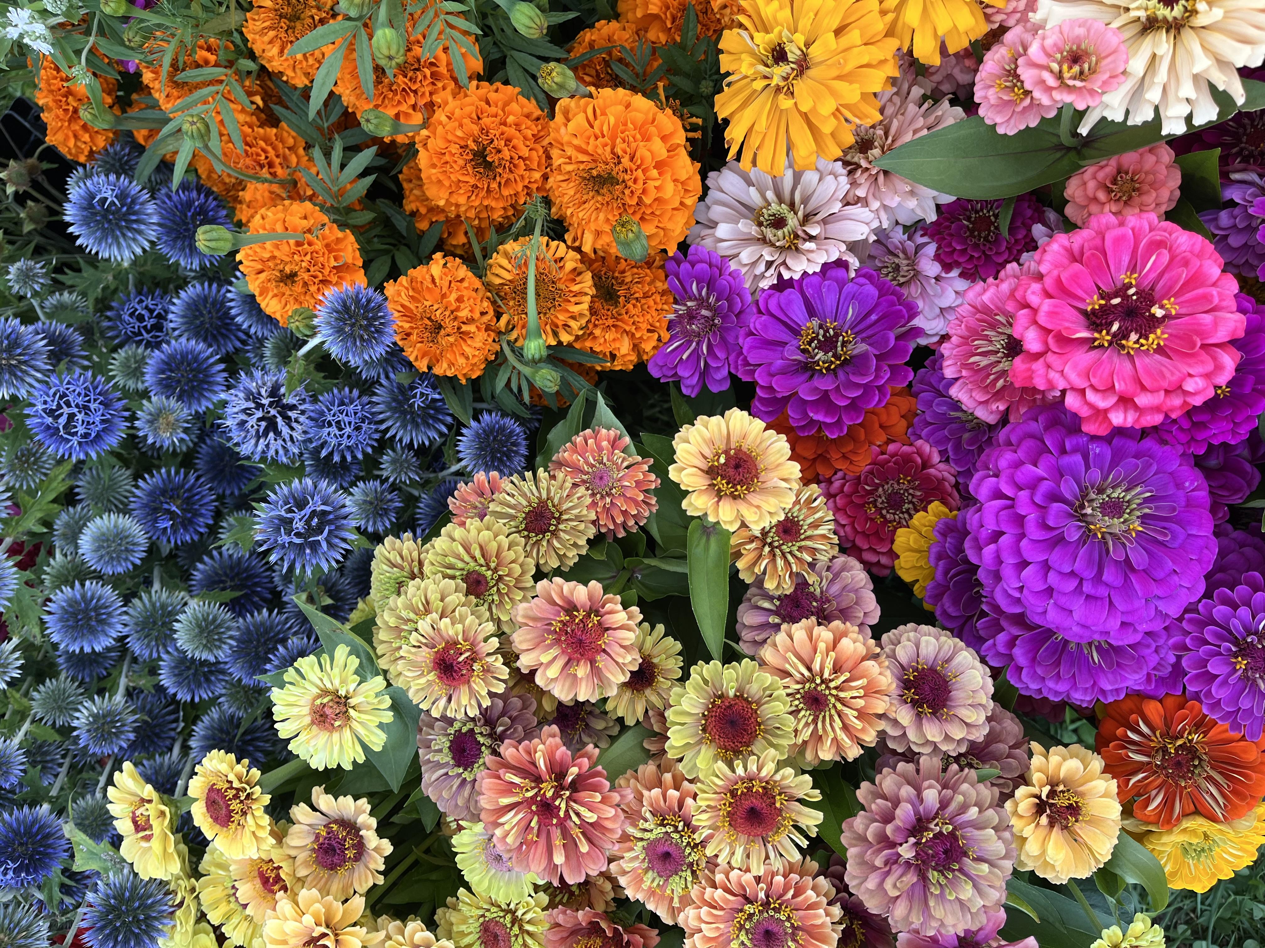 Photo of colorful flowers