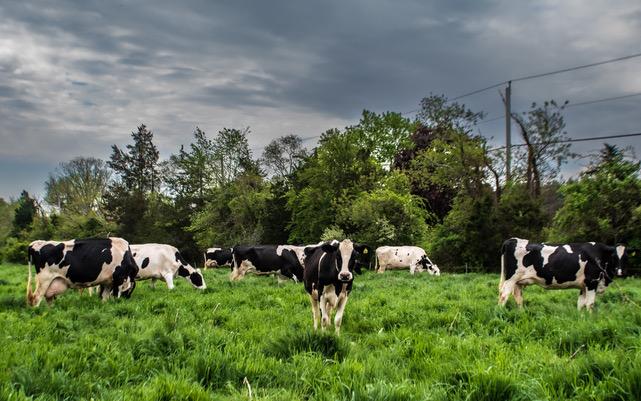 Cows with a dark sky in the background