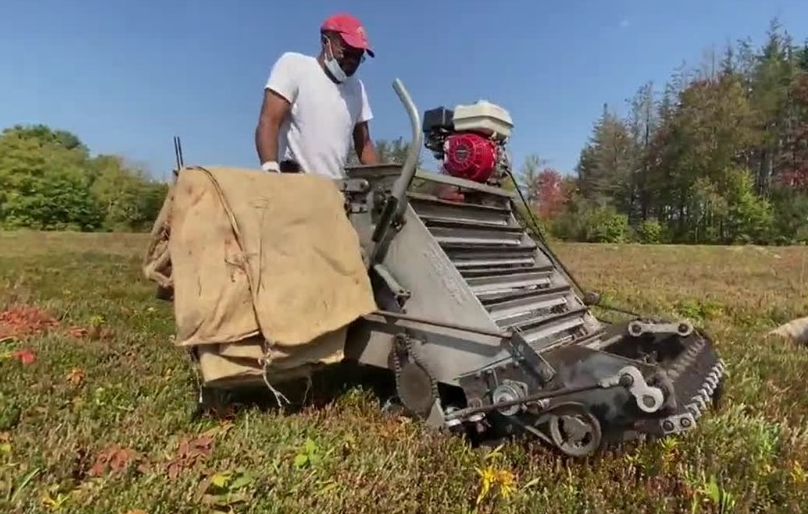 Dom Fernandes Dry harvesting cranberries