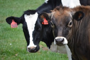 Cows at Bristol Aggie