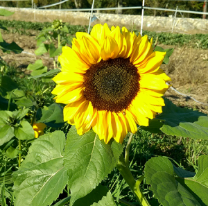 Billingsgate Farm Sunflower